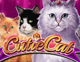 Cutie Cat